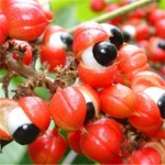 Herbalife Guarana
